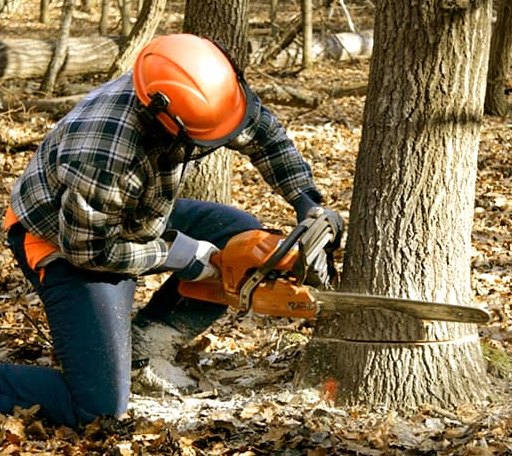 Tree Removal in Hansville, WA